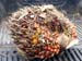 _1016026 Palm Oil Frucht